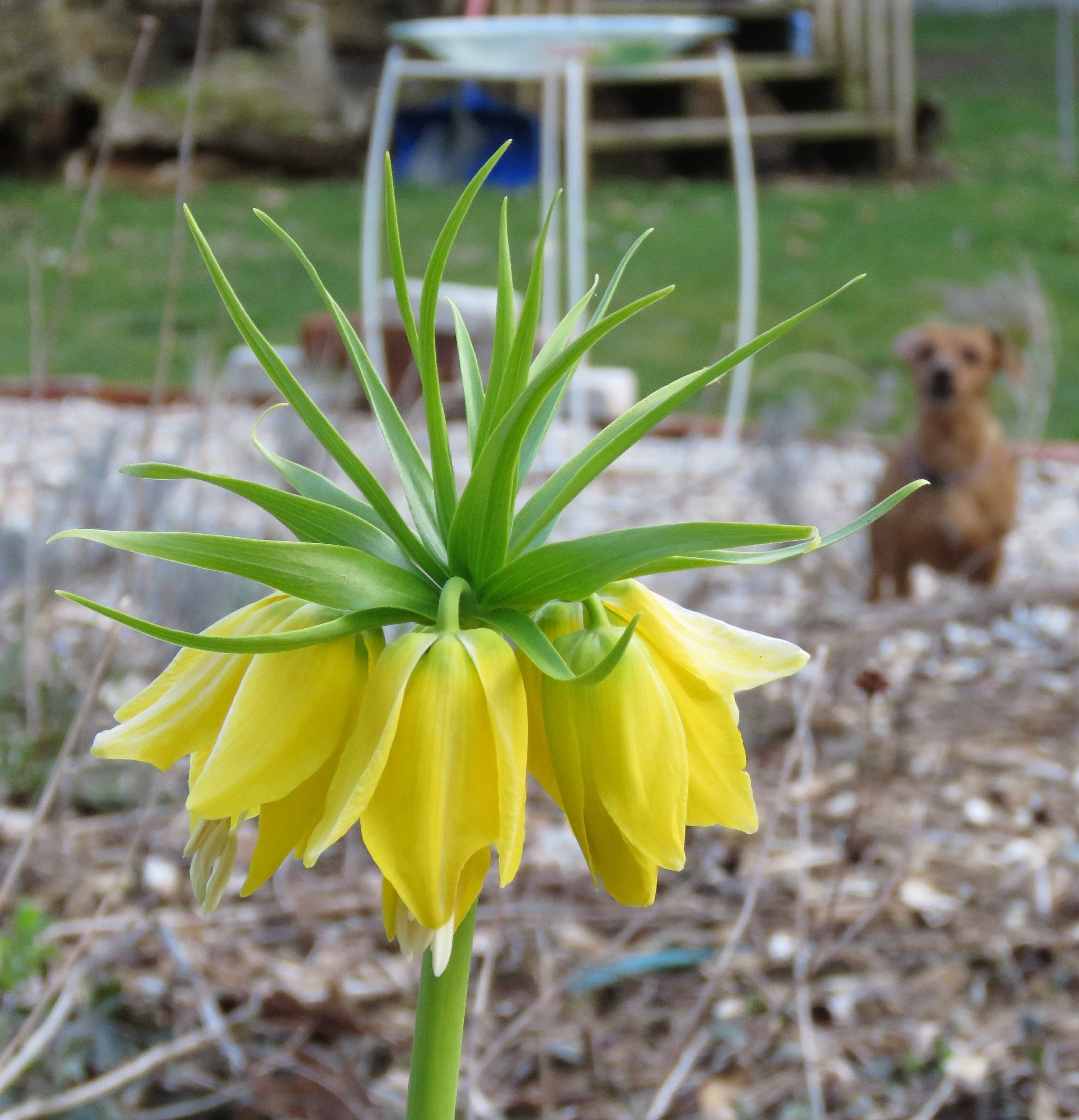 Fritillaria imperialis ‘Maxima Lutea’